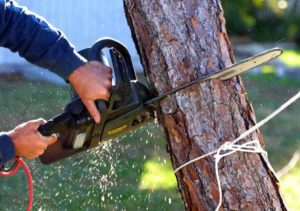 newport beach's tree trimming service from newport beach tree service pros