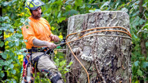 newport beach stump removal - best tree service in california