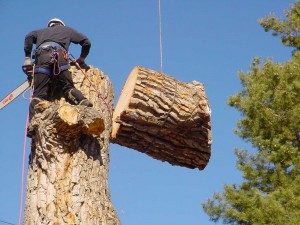 tree removal newport beach ca