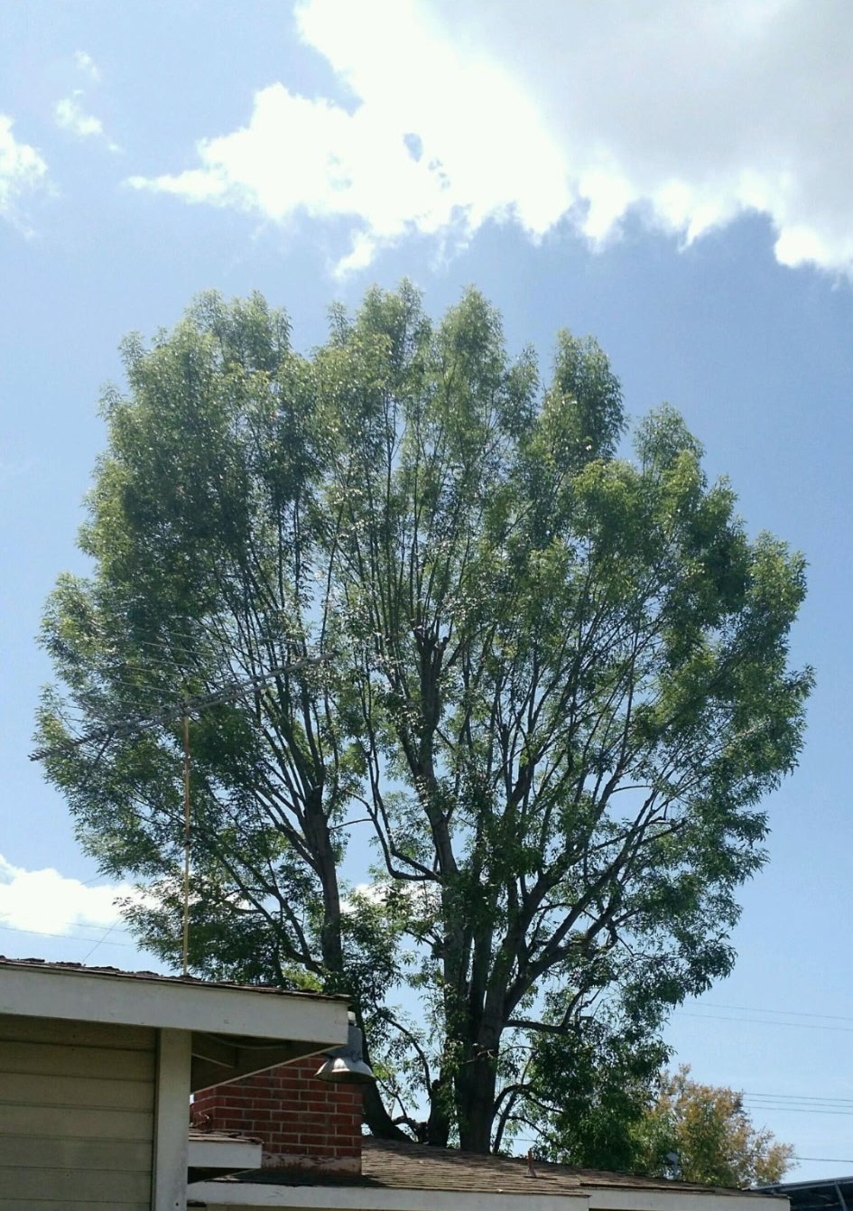 Tree Trimming: Enhancing Tree Health and Safety, Newport Beach