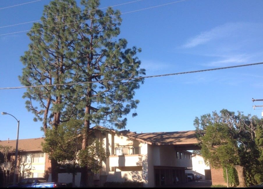 Contact us for top-quality tree service in Southern California. Get a free estimate & improve your tree health. (949) 942-1288 Newport Beach