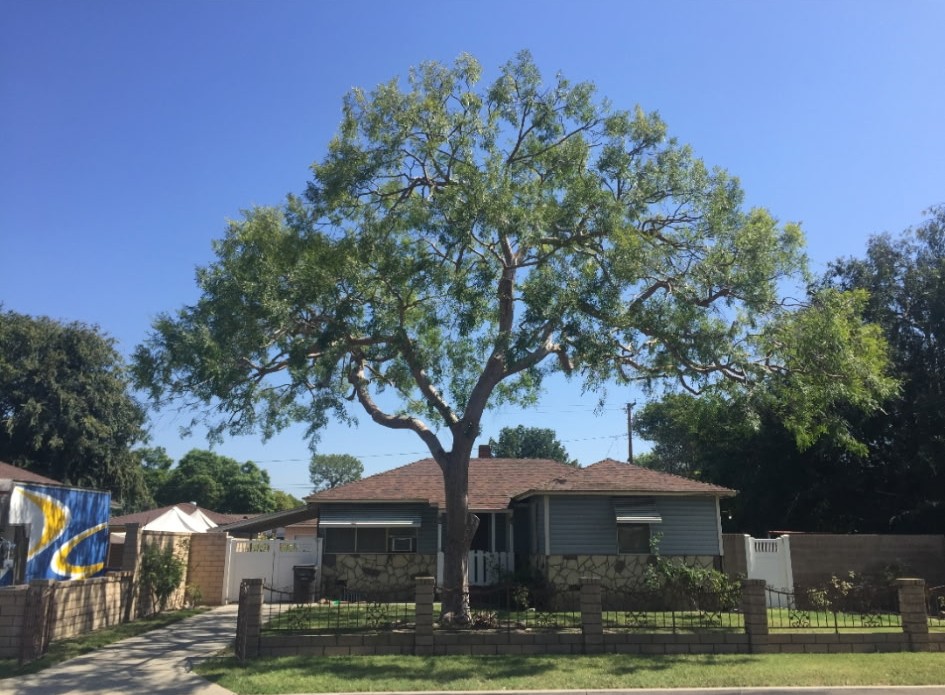 Contact us for top-quality tree service in Southern California. Get a free estimate & improve your tree health. (949) 942-1288 Newport Beach