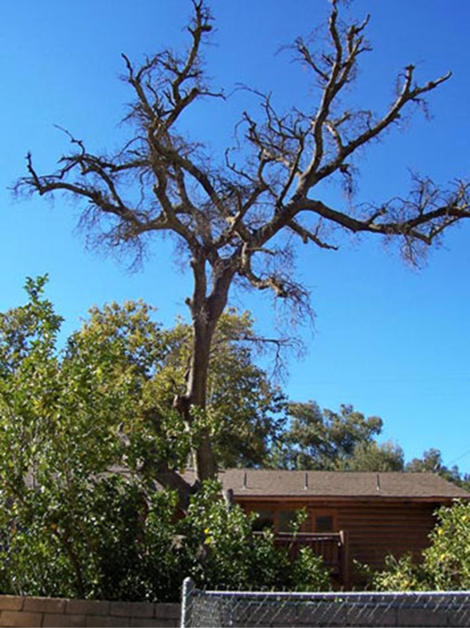 Tree Removal: Residential & Commercial Services, Newport Beach