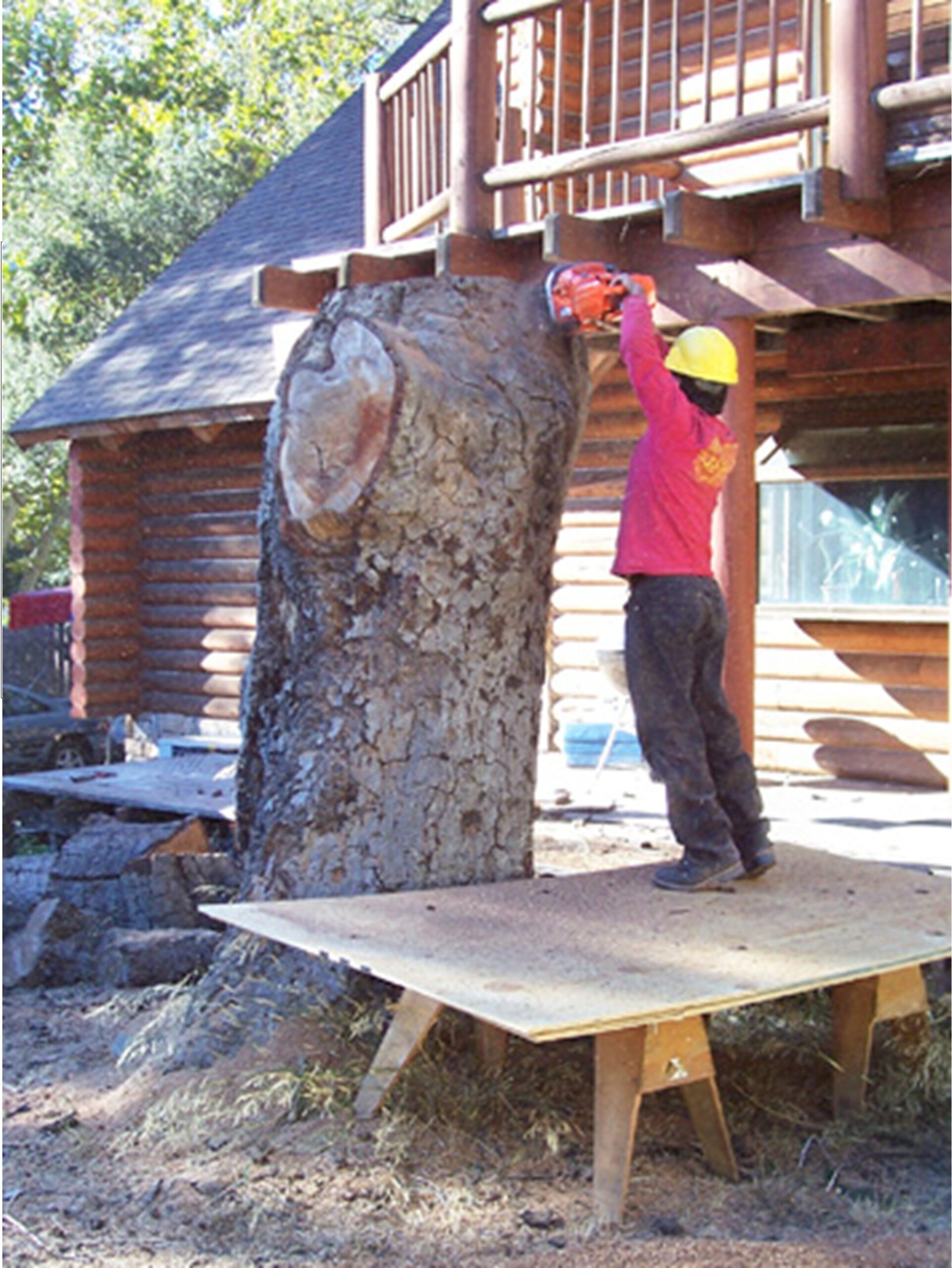 Tree Removal: Residential & Commercial Services, Newport Beach