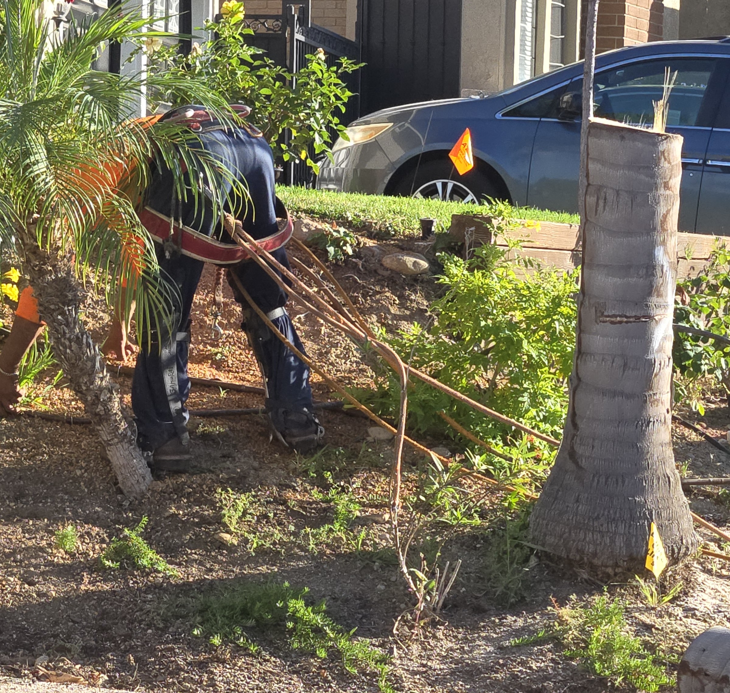Tree Removal: Residential & Commercial Services, Newport Beach