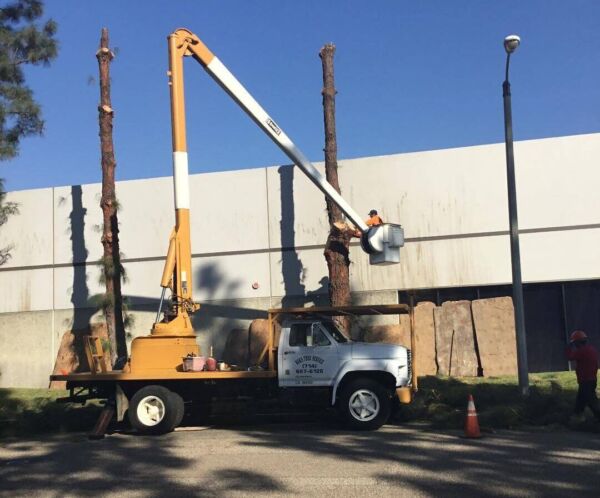 Newport Beach Tree Services, Tree Trimming & Removal
