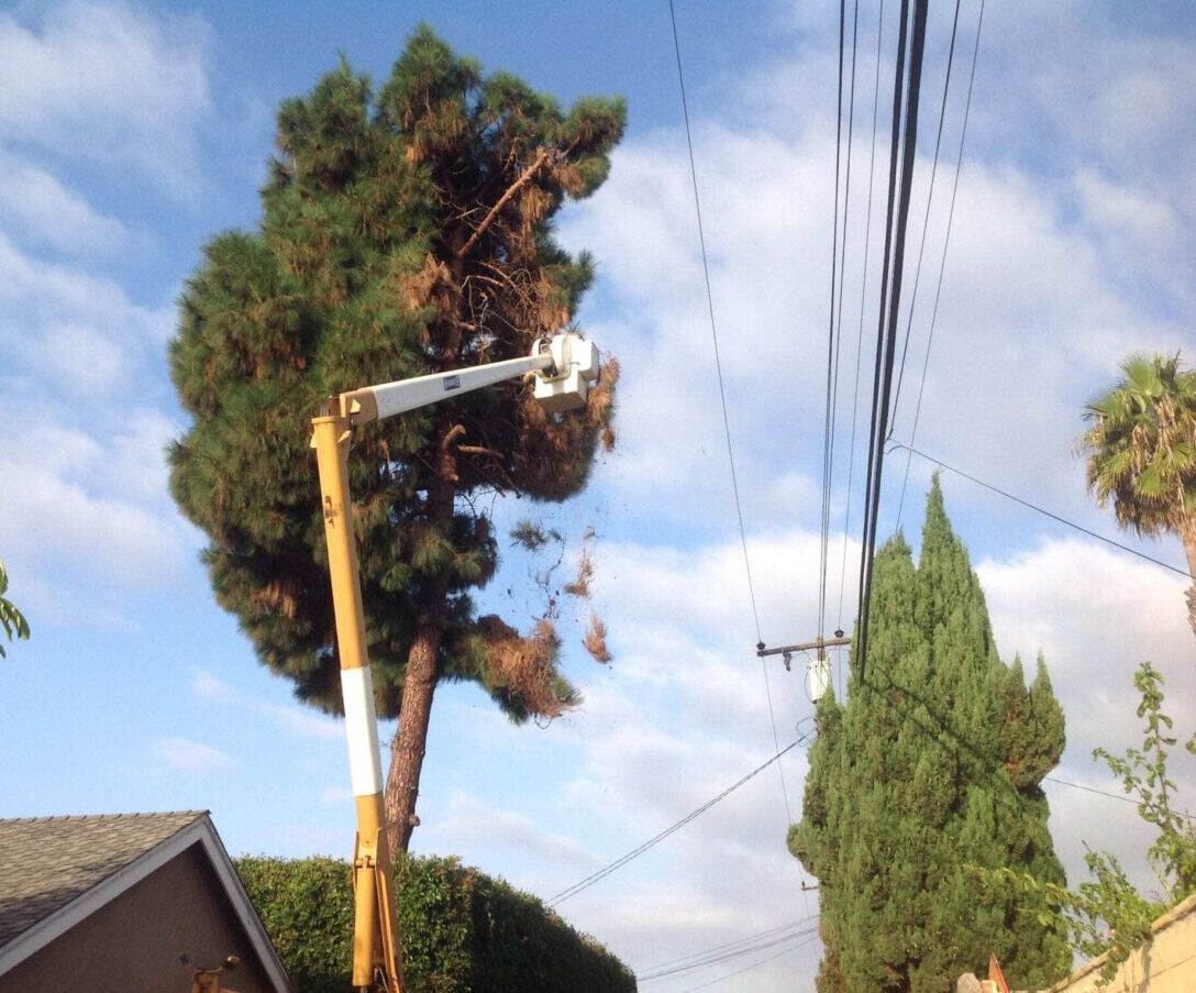 Newport Beach Tree Services, Tree Trimming & Removal
