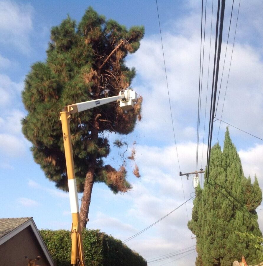 24 Hour Emergency Tree Service, Newport Beach Tree Service