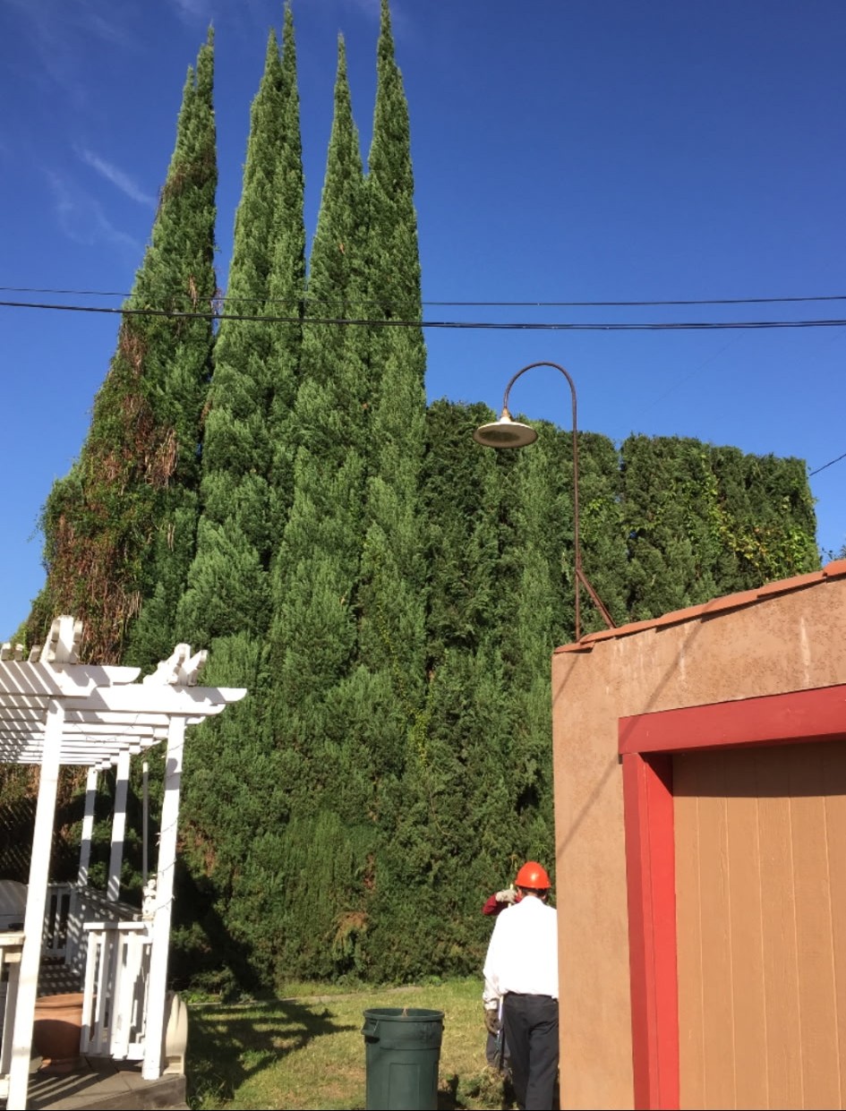 Commercial Tree Services, Newport Beach Tree Services