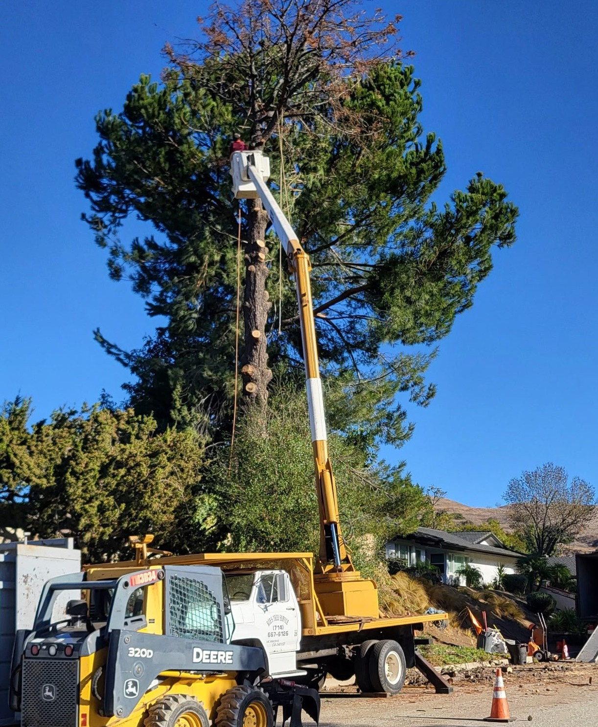 Newport Beach Tree Services, Tree Trimming & Removal