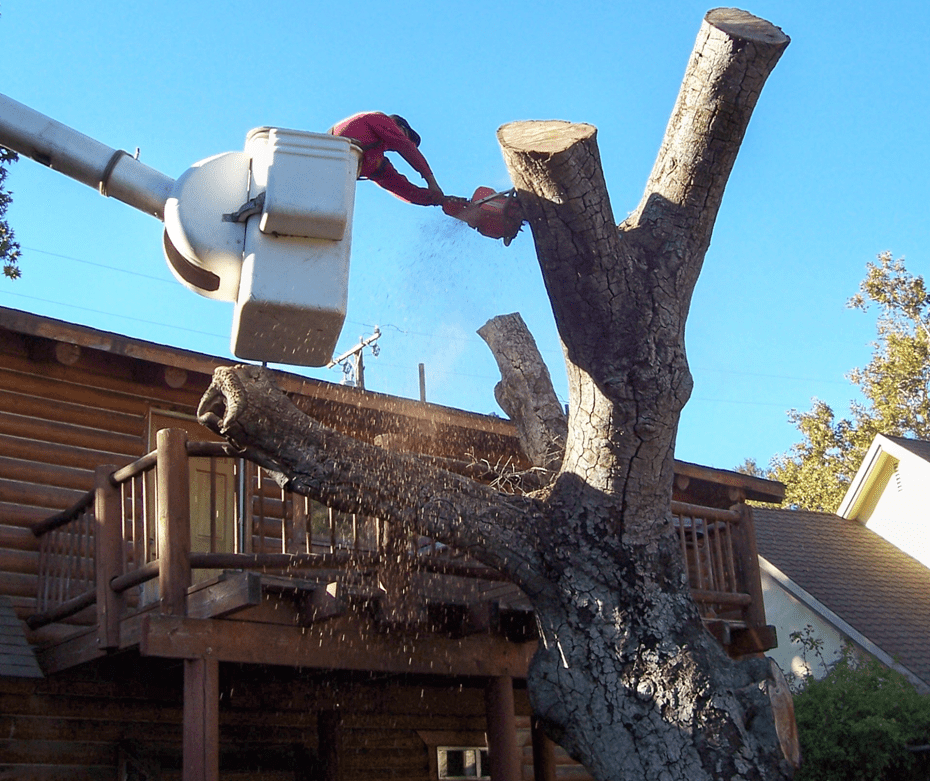 Newport Beach Tree Services, Tree Trimming & Removal