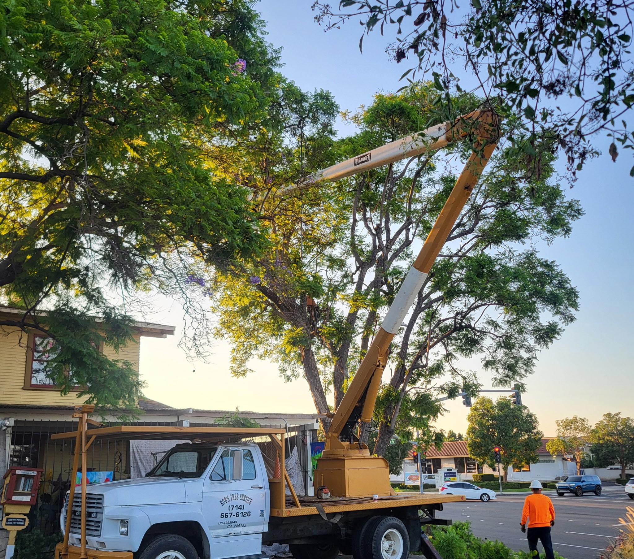 Commercial Tree Services, Newport Beach Tree Services