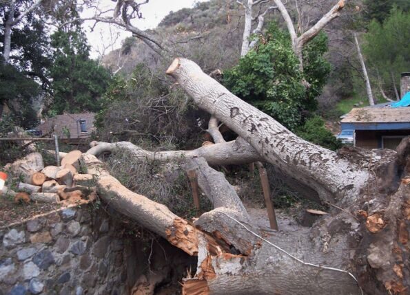 Contact us for top-quality tree service in Southern California. Get a free estimate & improve your tree health. (949) 942-1288 Newport Beach