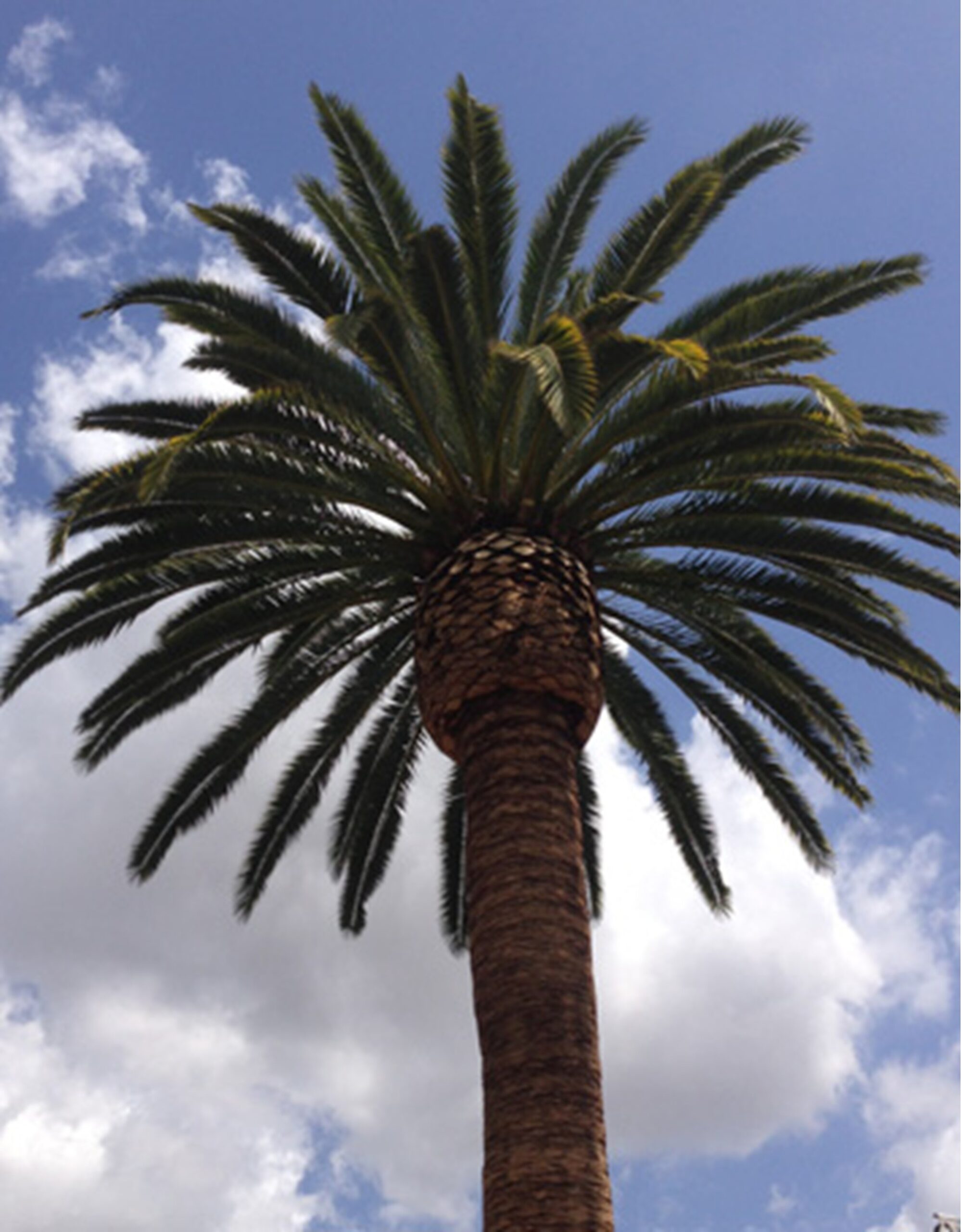 Newport Beach Tree Services, Tree Trimming & Removal
