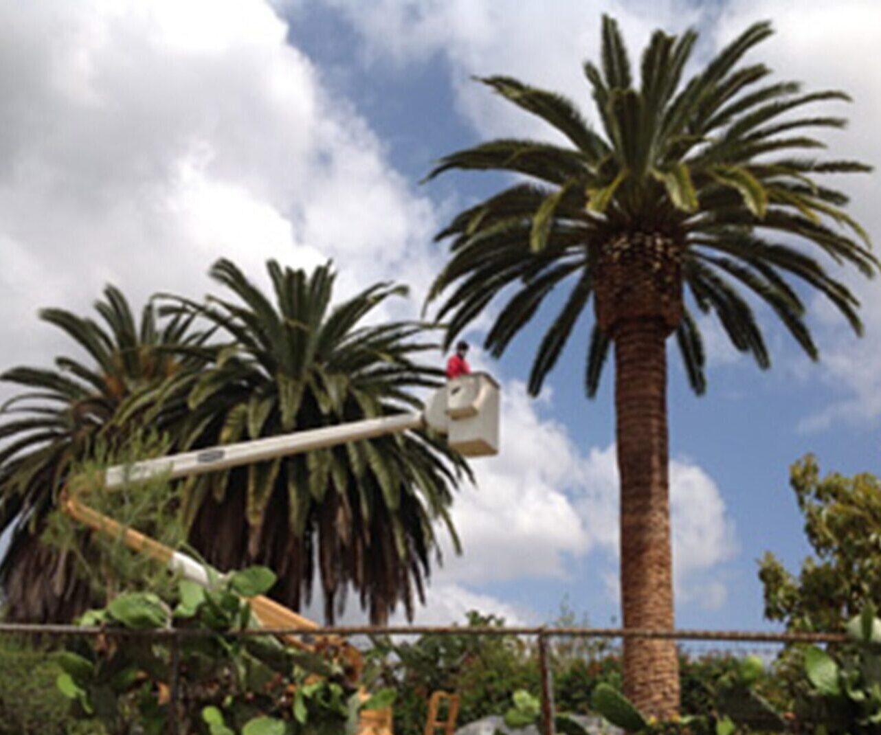 Newport Beach Tree Services, Tree Trimming & Removal